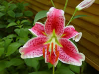 Photo of a pink Stargazer lily