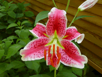 A pink Stargazer lily in PNG format