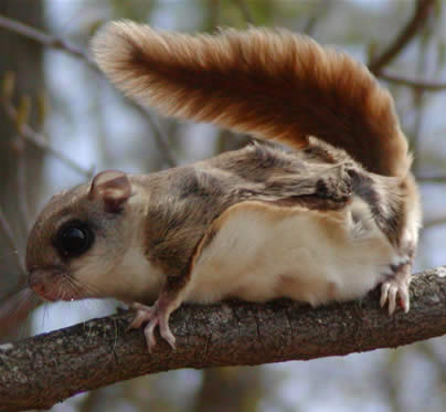 Cropped and scaled digital camera 
      photo of a squirrel at quality level 70 (20K)