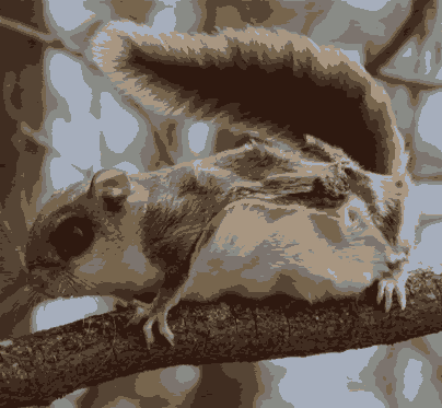 Cropped and scaled digital camera 
      photo of a squirrel as an 8-color GIF (21K)